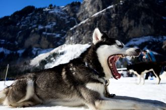 why does a terrorist act as a lone wolf